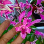 Dendrobium Caesar Dark Pink